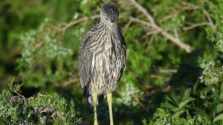 Juvenile Black-crowned Night Heron