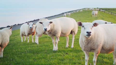cute lambs organic farming sheep maintain strength Dutch sea