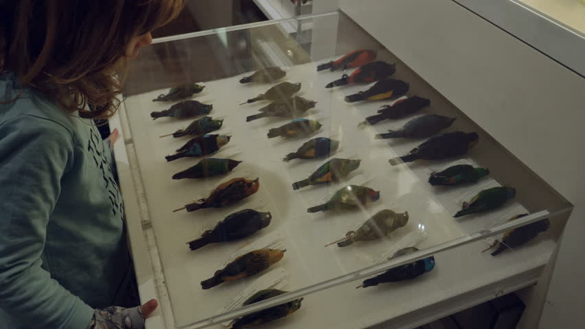 Taxidermy specimens of birds and insects are displayed when a girl slides them out from the shelves of a natural history museum. High angle view. 