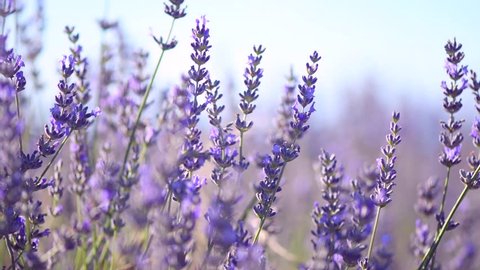 Lavender field in Provence, France. Blooming Violet fragrant lavender flowers. Growing Lavender swaying on wind over sunset sky, harvest. 4K UHD video 3840x2160