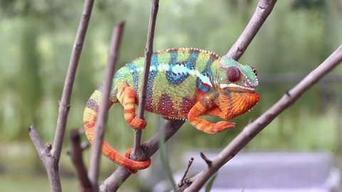 Real Chameleon Color Change