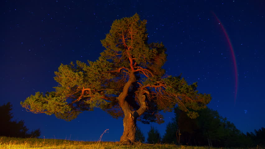 Night Stars Time Lapse Sky Turning Space, forest trees foreground Astrophotography 