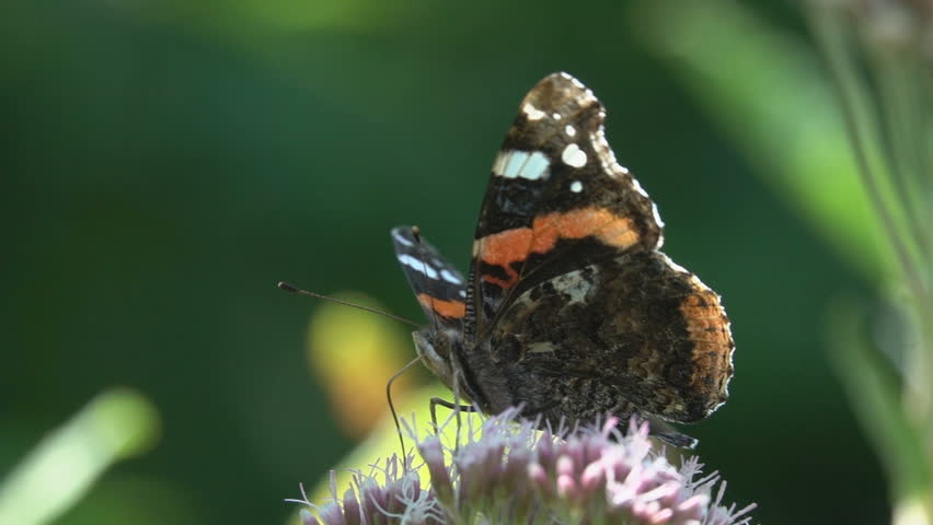 Butterfly trunk pollinator