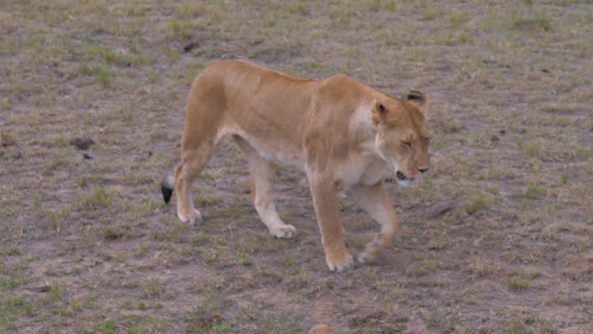 Движение лев. Видео с your-lioness.