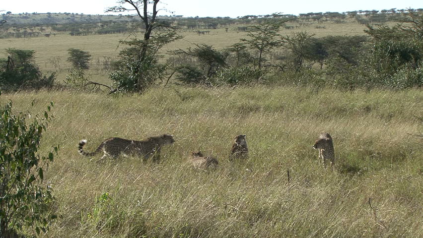 Three cheetah males are aggressive with a female cheetah in the Masai Mara,