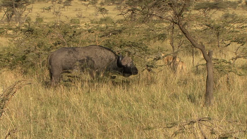 A cape buffalo turns on lions in Kenya, Africa.