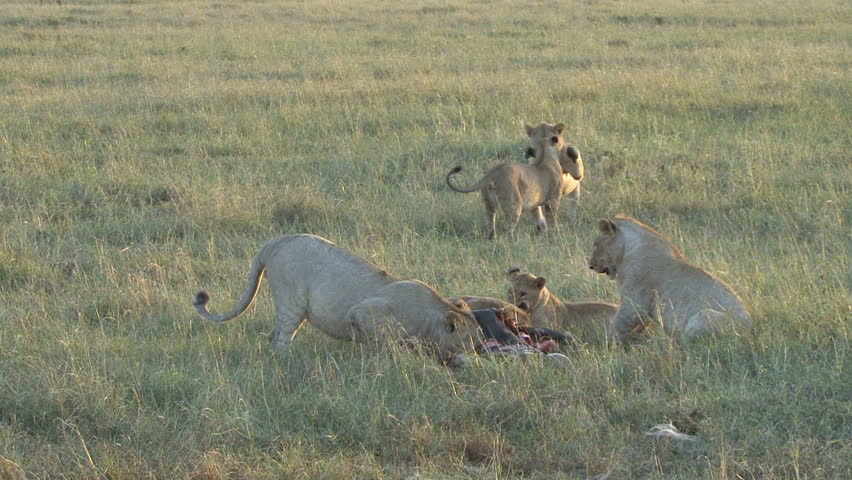 Two sub adult lions play while pride members feed on wildebeest in the Masai