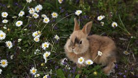 Cute little rabbit bunny is eating  daisy flower