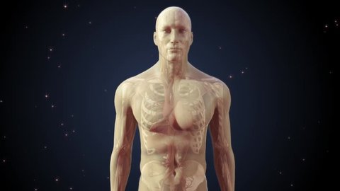 Semi transparent human man anatomical model showing interanal organs and body systems with zoom into brain and neuronal network conducting electrical impulses between synapses with night background 