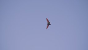 beautiful hang glider flying in blue sky