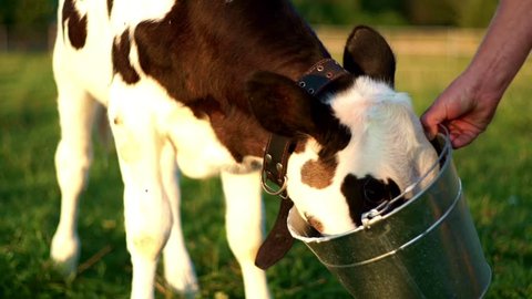 Calf feeding with milk from a bucket at livestock farm. Calf drinking cows milk from bucket at animal farm. Small calf drinking  from bucket close up. Cows breeding at rural farm