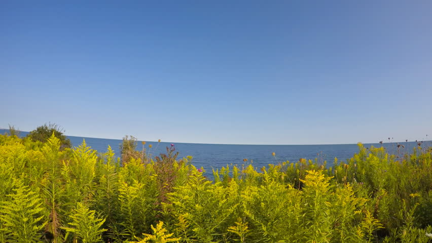 Monarch butterfly flying over field of purple aster and goldenrod flowers in early autumn in Toronto Waterfront Trail, Scarborough, Ontario, Canada