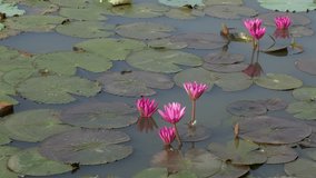 Beautiful flowers background. Beauty blossom pink water lily flower, yellow pistil with green leaf background in a country in early morning. Clip 4k high resolution