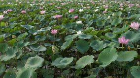 Beautiful field of flowers background. Beauty blossom pink, white lotus flower, with green leaf background in a country in early morning. Clip 4k high resolution