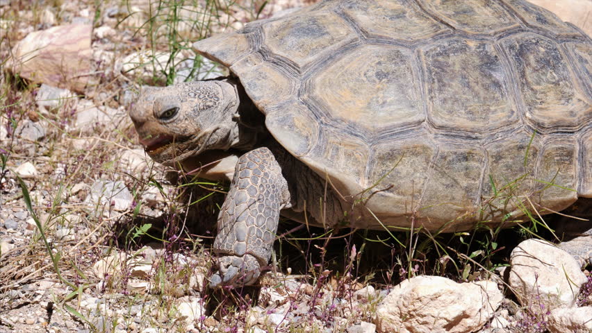 Desert Tortoise - Gopherus agassizii image - Free stock photo - Public ...