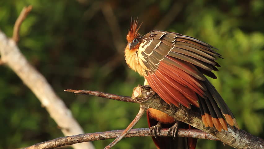 Wildlife of Tambopata National Reserve, Madre de Dios - Peru