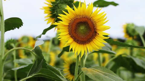 Sunflower with Bees in the field close shot center position 2017.08.23 in Tokyo camera : Canon EOS 7D