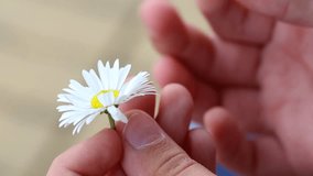 Closeup of white daisy flower in hands of little child. Tearing white petals away. Real time full hd video footage.