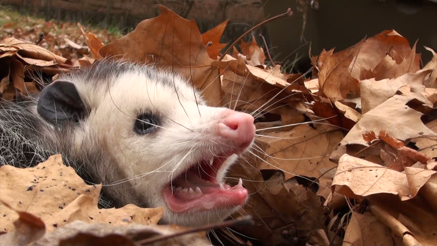 Large Virginia Opossum with its Stock Footage Video (100% Royalty-free