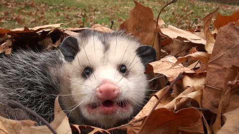 Large Virginia opossum with its mouth open and hissing while bedded in leaves. The opossum was not harmed.