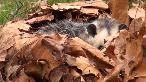 Large Virginia opossum with its mouth open and hissing while bedded in leaves. The opossum was not harmed.