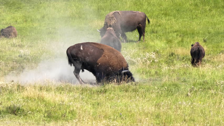 a bison bull rolling in dirt during the rut in yellowstone national park, usa