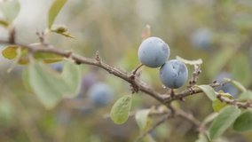 Blackthorn sloe shrub natural food slow-mo 1080p FullHD footage - Tiny blue berries of Prunus spinosa fruit slow motion 1920X1080 HD video