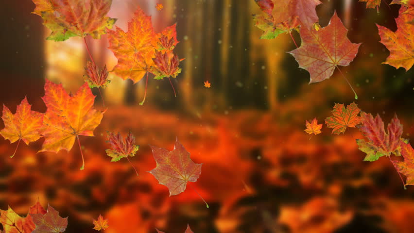 Autumn leaves falling in slow motion and sun shining through fall leaves. Beautiful landscape background. | Shutterstock HD Video #30655882