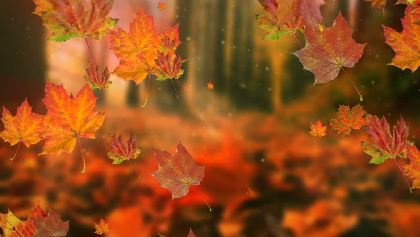 Autumn Leaves Falling in Slow Stock Footage Video (100% Royalty-free