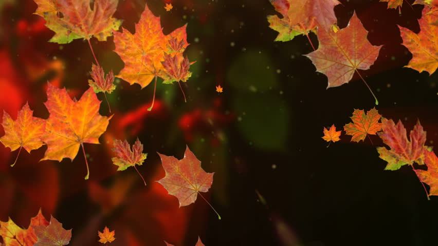 Autumn Leaves Falling in Slow Stock Footage Video (100% Royalty-free ...