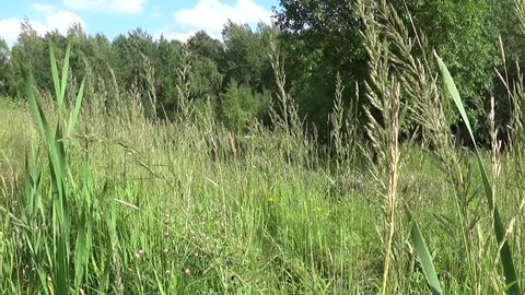 Typha latifolia, Common Bulrush, Broadleaf Cattail HD video footage. Panorama motion camera with steadicam.