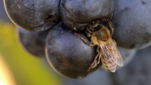 Macro footage of  Bee Eating Purple Sweet Grapes until Hornet come and get it of. Autumn Season Nature. Low of Nature, Big fish eat small fish.