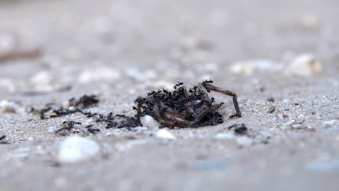 Large spider carcass being devoured by swarming ants
