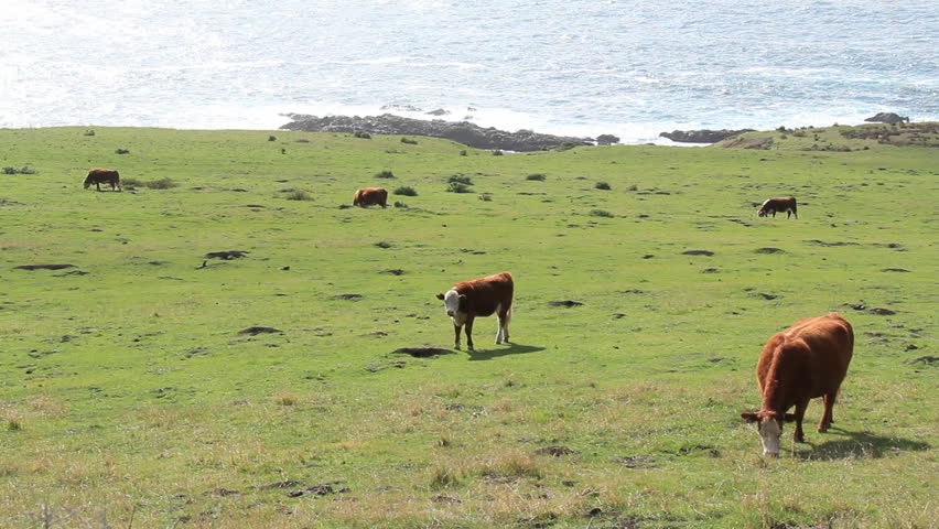 Big Sur 12 Cows on the Coast. A small green pasture with cows grazing, with a