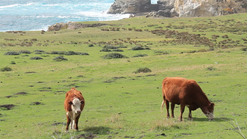 Big Sur 9 Cows on the Coast. A small green pasture with cows grazing, with a