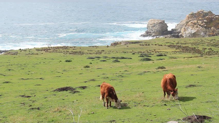 Big Sur 10 Cows on the Coast. A small green pasture with cows grazing, with a