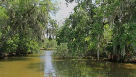 Bayou Swamp 2. Drifting through a swampy bayou in Louisiana near New Orleans.