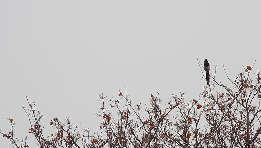 bird on branch