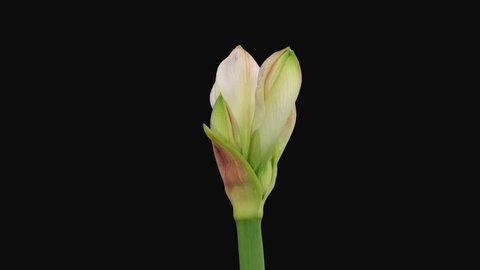 Time-lapse of opening amaryllis Apple Blossom Christmas flower 2x1 in PNG+ format with ALPHA transparency channel isolated on black background
