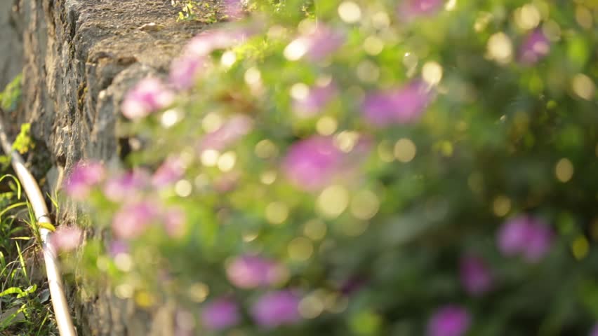 Madagascar or Periwinkle or Vinca flower, (Catharanthus roseus). | Shutterstock HD Video #30661774