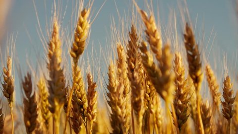 Farmer wheat field. Agriculture. Ears of golden wheat at sunset. Harvesting on fertile soil. Golden wheat field. Harvest on fertile soil. Wheat ears in sun. Farmer fertile field. Agriculture concept
