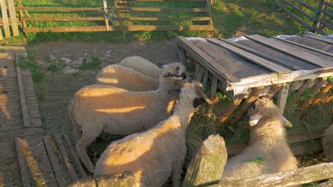 some sheeps eating freshly moved grass from hayrack in slow-motion hd