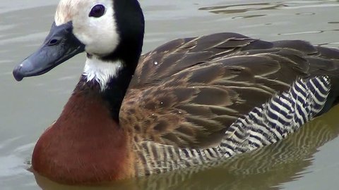 Extreme close up of isolated white-faced whistling duck (Dendrocygna viduata) swimming.