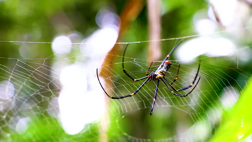 Spider in a Dew Covered Web - Powered by Shutterstock - Get 15% off with code: PIKWIZARD15