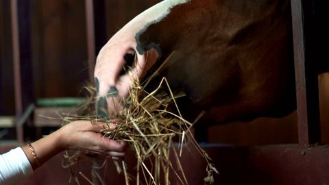 Brown horse eating hay from hands owner in stall. Woman feeding horse at stable on livestock farm