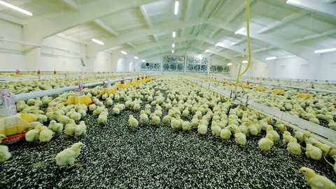 Lots of baby chicken on big modern poultry farm