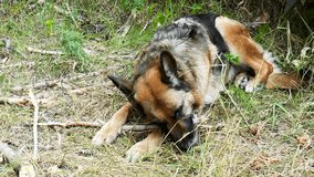 Video shows German Shepherd Gnaws Stick on Lawn