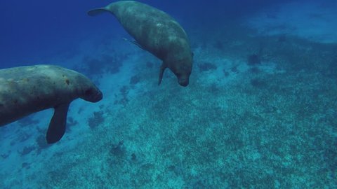 Two West Indian Manatees swimming in tropical waters 