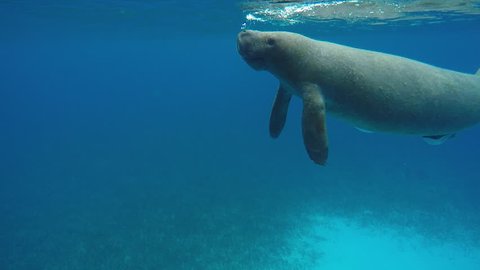 Two West Indian Manatees swimming in Belize (Trichechus manatus)