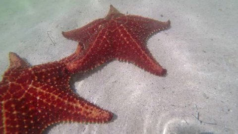 2 starfish resting in shallow water